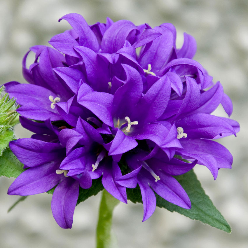 clustered bellflower